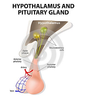 Hypothalamus and Pituitary Gland