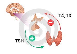 Hypothalamus pituitary thyroid axis. Thyroid hormones physiology and regulation