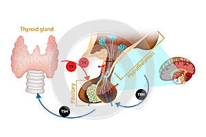 Hypothalamus Pituitary Thyroid Hormone