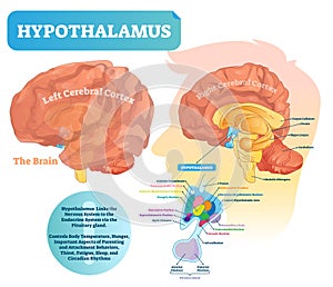 Hypothalamus vector illustration. Labeled diagram with brain part structure