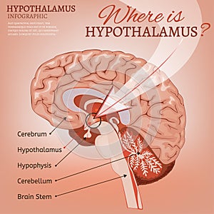 Hypothalamus Vector Image