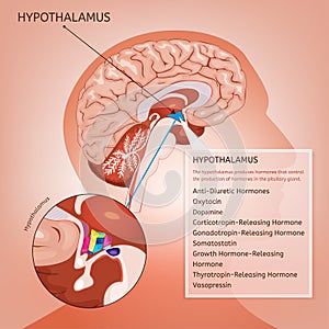 Hypothalamus Vector Image