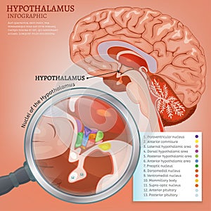 Hypothalamus Vector Image