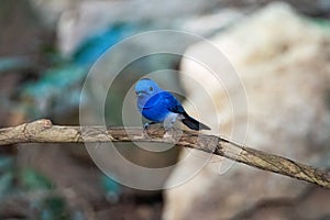 Hypothymis azurea or black nape monarch in nature