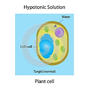 Hypotonic solution