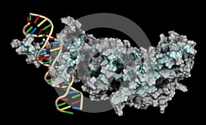 Hypoxia-inducible factor 1 (HIF-1) transcription factor, bound to DNA