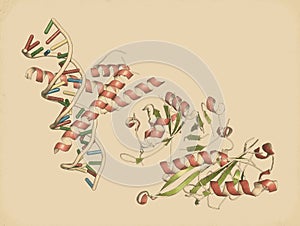 Hypoxia-inducible factor 1 (HIF-1) transcription factor, bound to DNA