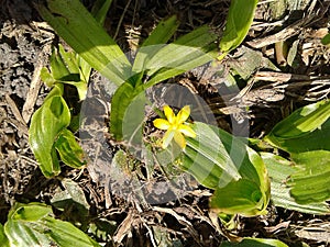 Hypoxis Decumbens Flower - Nature - Plants