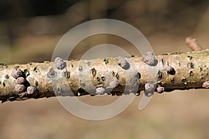 Hypoxylon fragiforme Beech Woodwax on branch