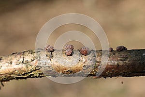 Hypoxylon fragiforme Beech Woodwax on branch