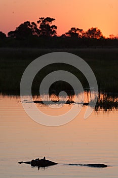 Hyppo in Botswana