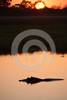 Hyppo in Botswana photo