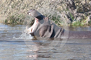 Hyppo in Botswana
