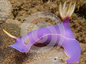 Hypselodoris bullocki at one of my favourite macro sites in North Sulawesi, Paradise Jetty, near Pulisan, Indonesia.