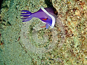 Hypselodoris bullockii