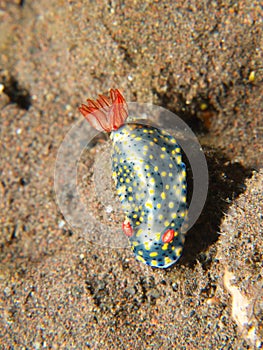 Hypselodoris infucata Nudibranch