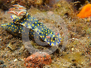 Hypselodoris kanga Nudibranch 01