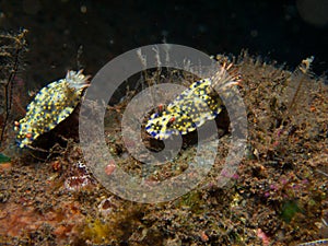 Hypselodoris kanga Nudibranch 02