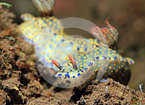 Hypselodoris Kanga Nudibranchs