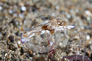 Hypselodoris krakatoa