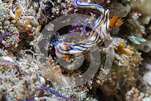 Hypselodoris nigrostriata nudibranch - bluish sea slug