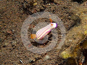 Hypselodoris whitei nudibranch