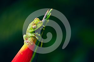 Hypsiboas rufitelus, Red-webbed Tree Frog small frog in natural habitat of rain forrest Costa Rica. Wildlife scene whit animal.