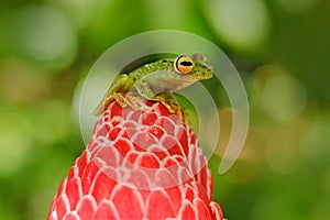 Hypsiboas rufitelus, Red-webbed Tree Frog, tinny amphibian with red flower.  in nature habitat. Frog from Costa Rica, tropic