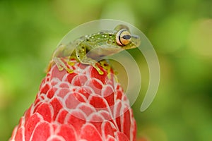 Hypsiboas rufitelus, Red-webbed Tree Frog, tinny amphibian with red flower.  in nature habitat. Frog from Costa Rica, tropic