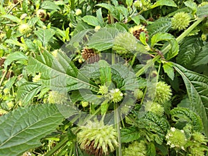 hyptes brevipes plant with a round flower shape and leaves that have fiber