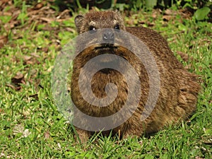 A Hyrax