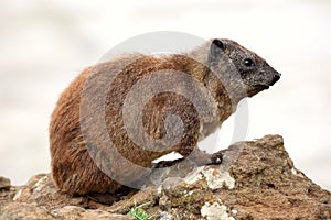 Hyrax photo