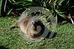 Hyrax or Dassie, Tsitsikamma National Park, South Africa