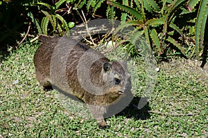 Hyrax or Dassie, Tsitsikamma National Park, South Africa