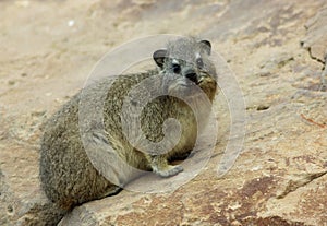 Hyrax juvenile photo