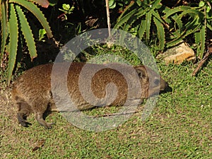 A Hyrax laying on the grass photo