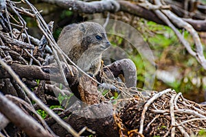 Hyrax Looking Away