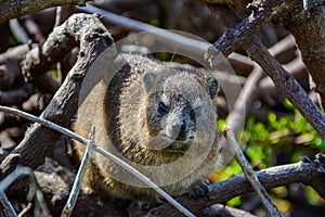 Hyrax Looking Into Camera