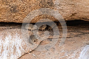 Hyrax near spitzkoppe