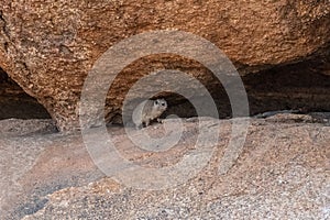Hyrax near spitzkoppe
