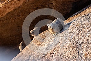Hyrax near Spitzkoppe