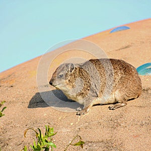 Hyrax rodent spotted in the wild