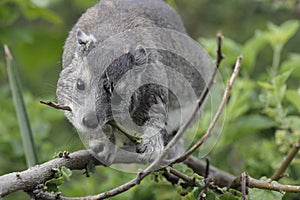 Hyrax at Serengeti Visitor Center, Tanzania