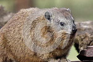 Hyrax at Serengeti Visitor Center, Tanzania