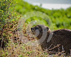 Hyrax Sitting in Green Grass