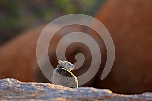 Hyrax on stone in rocky mountain. Wildlife scene from nature. Face portrait of Rock hyrax, Procavia capensis, Namibia. Rare