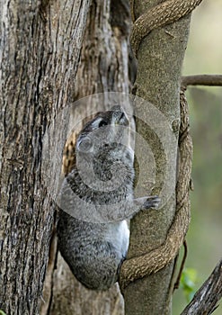 Hyrax a well-furred rotund animal, Masaimara, Africa photo