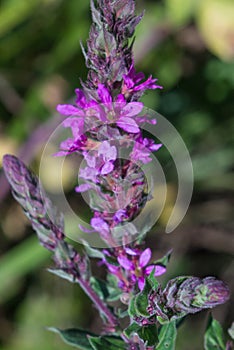 Hyssop close-up