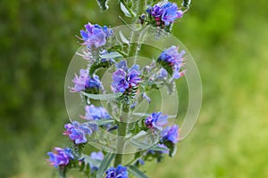 Hyssop flower branch Hyssopus officinalis in the field