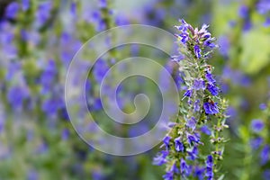 Hyssop flowers in the herb garden, blurred background